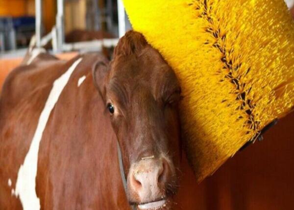 牛體刷畜牧養(yǎng)殖專用奶牛蹭癢毛刷 傲群牛體刷廠家定制