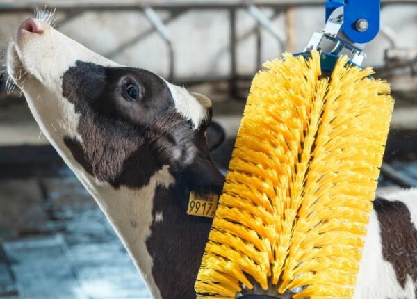 傲群牛體刷廠可量身定制牛體清潔刷，滿足您的獨特需求！