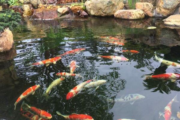 使用魚池過濾毛刷的步驟 使用魚池過濾毛刷的步驟