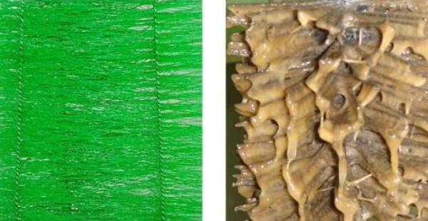 魚池過濾毛刷維護(hù) 魚池過濾毛刷維護(hù)