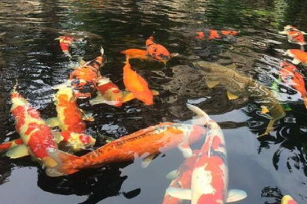 錦鯉魚池過濾毛刷的好處 錦鯉魚池過濾毛刷的好處