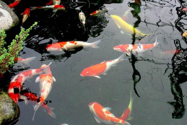 錦鯉魚池過(guò)濾毛刷怎么放置