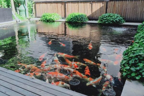 南沙傲群魚池過濾毛刷廠商 南沙傲群魚池過濾毛刷廠商