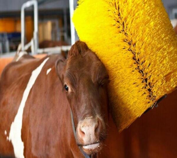 畜牧養(yǎng)殖專用奶牛蹭癢毛刷 畜牧養(yǎng)殖專用奶牛蹭癢毛刷