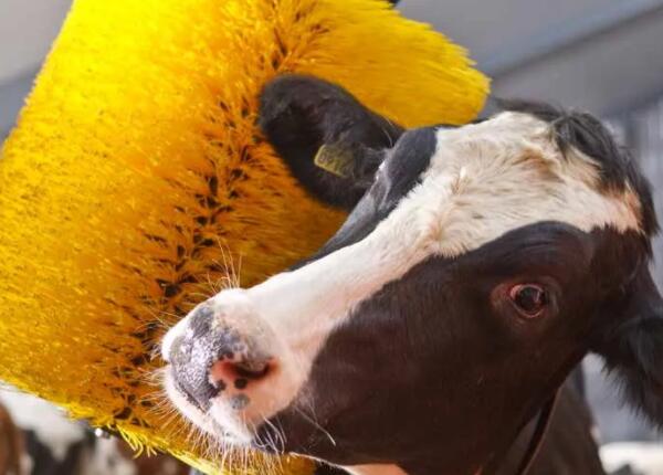 牛體清潔毛刷 牛體清潔毛刷