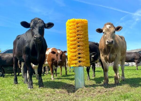 牛體刷一站式定制方案 牛體刷一站式定制方案