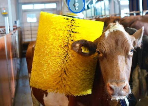 畜牧設(shè)備牛體清潔刷 畜牧設(shè)備牛體清潔刷